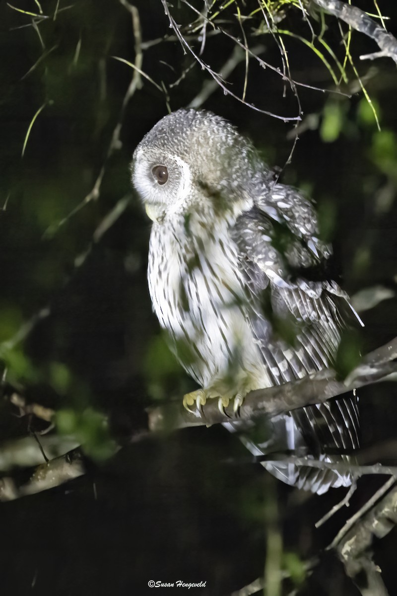 Mottled Owl (Mottled) - ML611611103