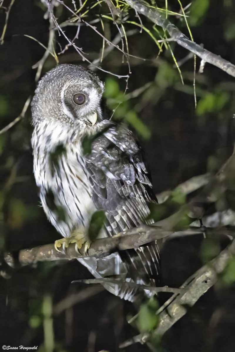 Mottled Owl (Mottled) - ML611611104