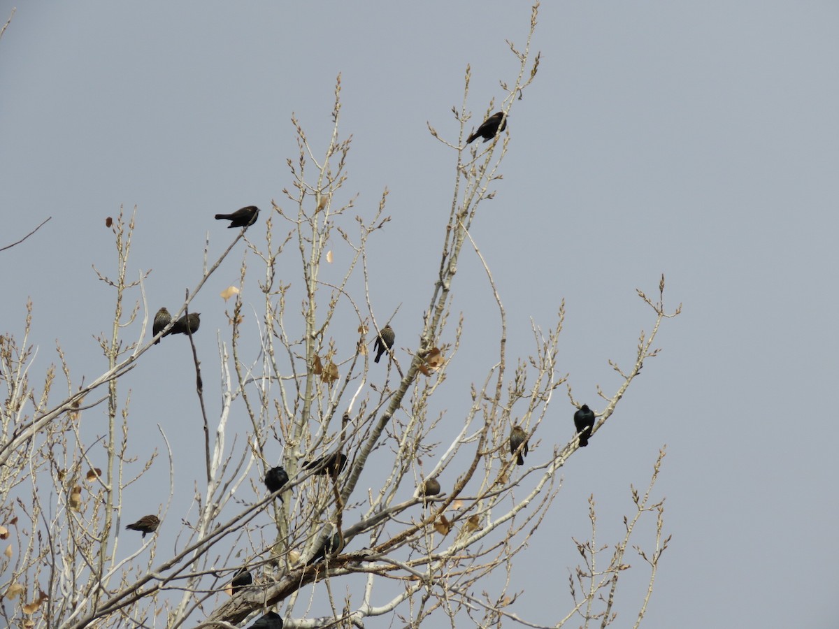 Brewer's Blackbird - ML611611140