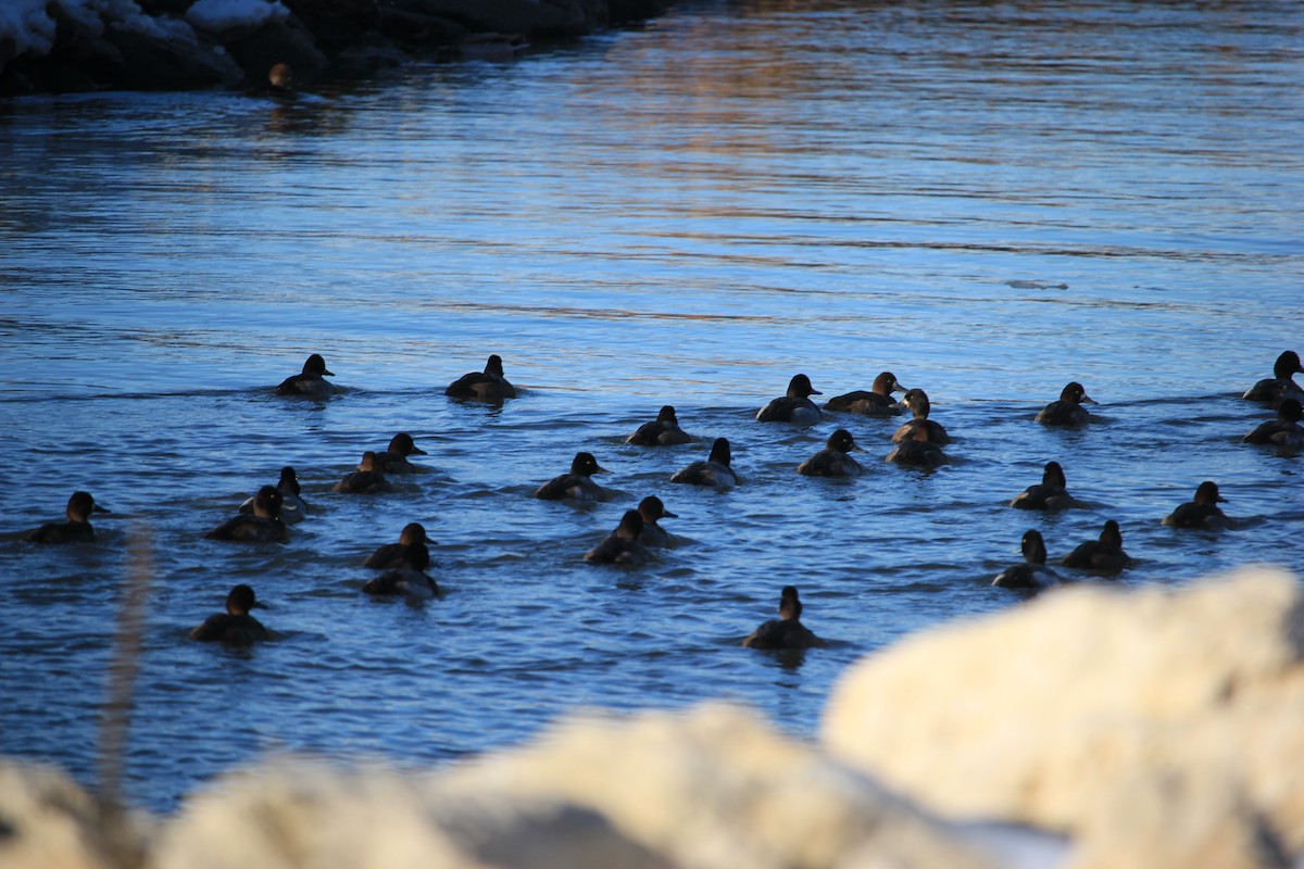 Lesser Scaup - ML611611240