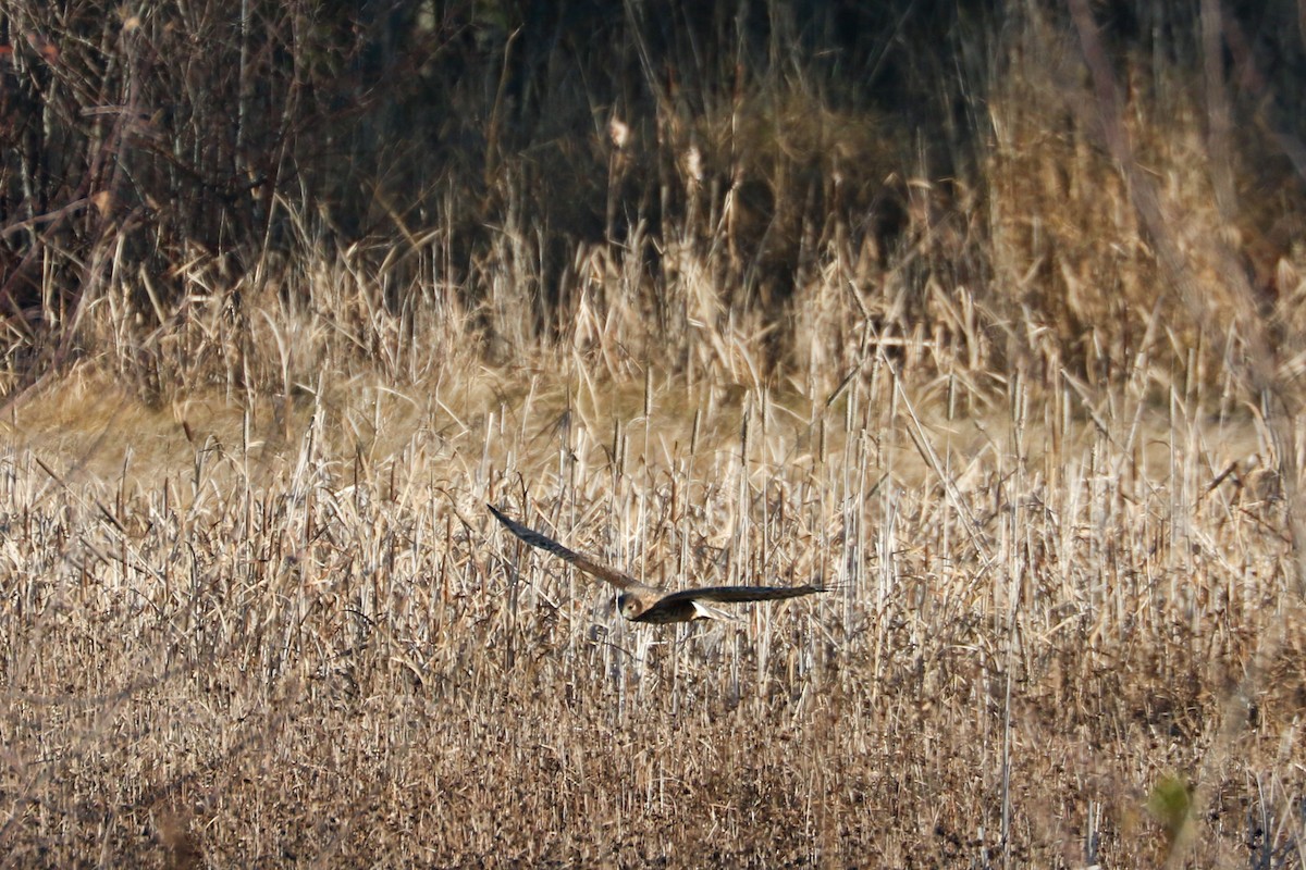 Northern Harrier - ML611611325