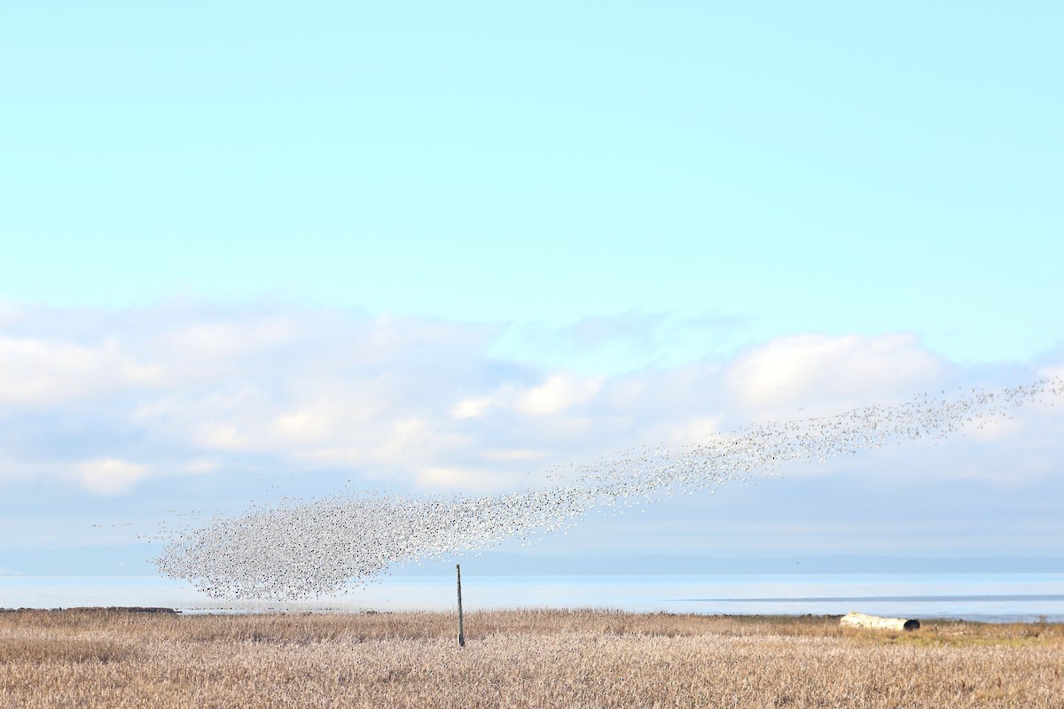 Snow Goose - ML611611331