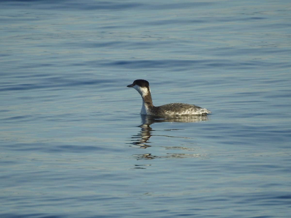 Horned Grebe - ML611611340