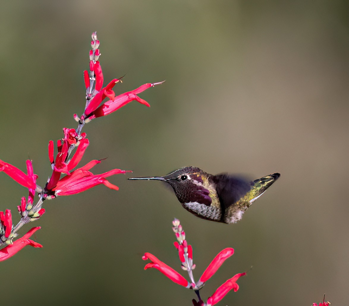 Anna's Hummingbird - ML611611355