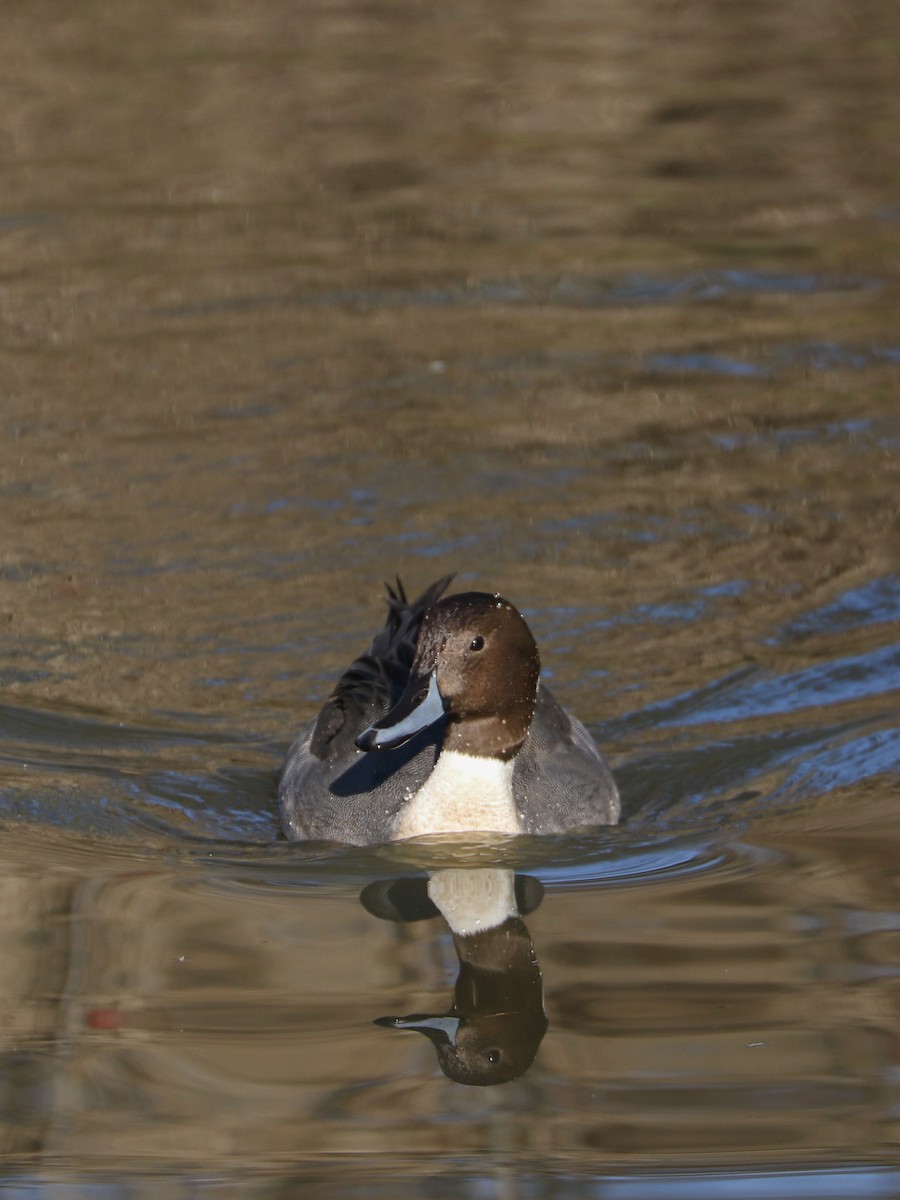 Northern Pintail - ML611611372