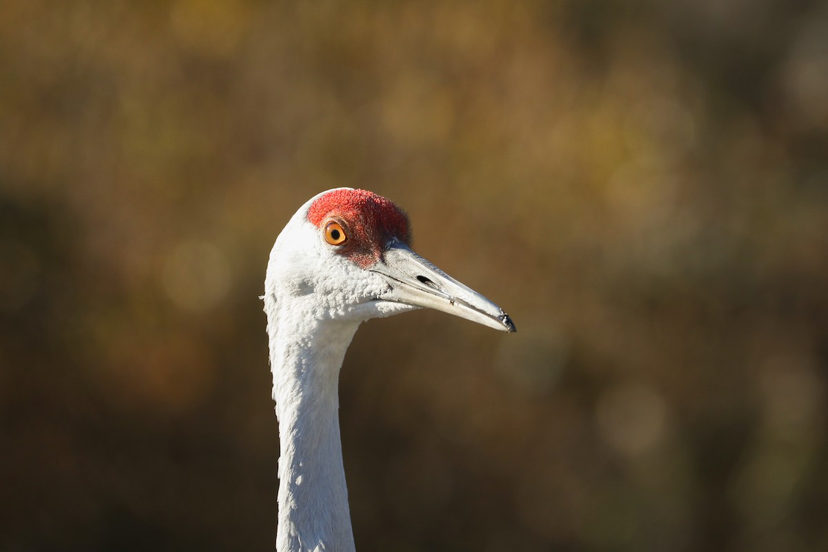 Sandhill Crane - ML611611392