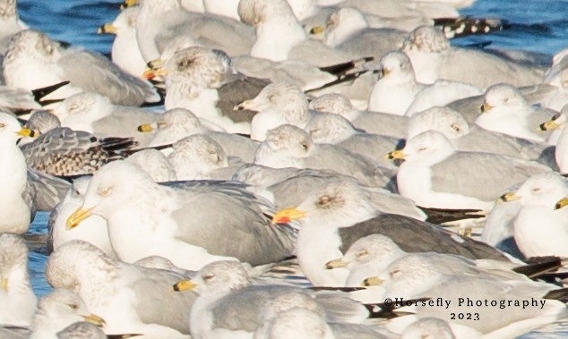 Lesser Black-backed Gull - ML611611424