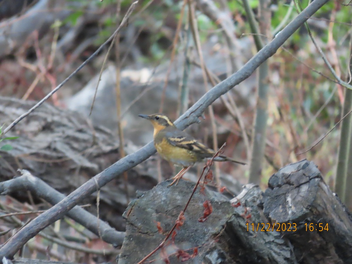 Varied Thrush - ML611611471