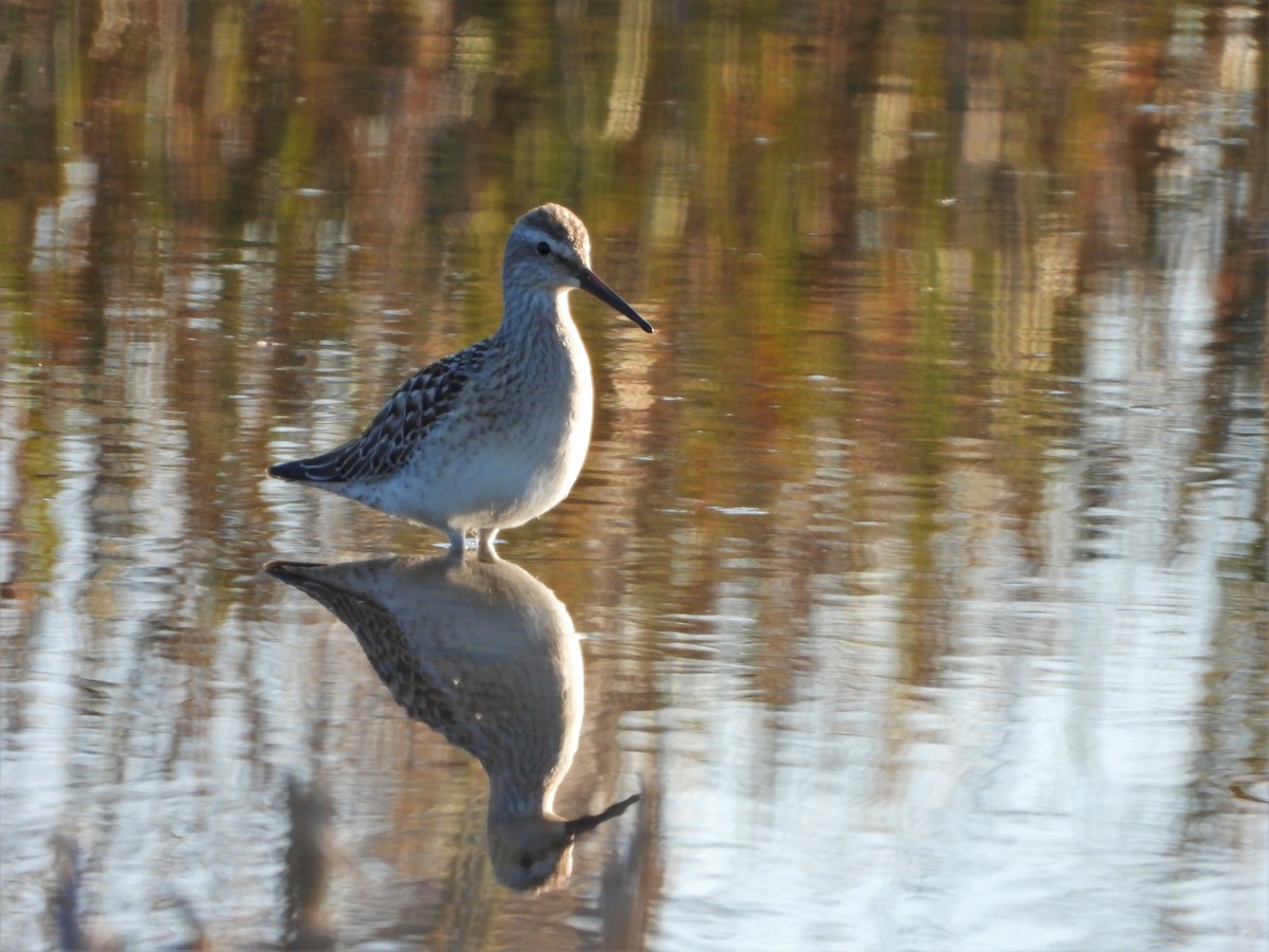 Stilt Sandpiper - ML611611472