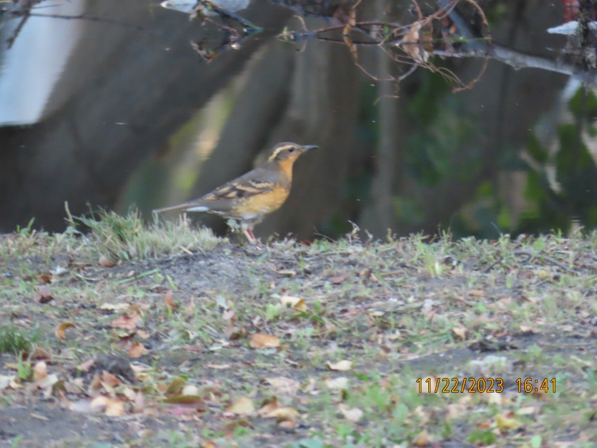 Varied Thrush - ML611611473