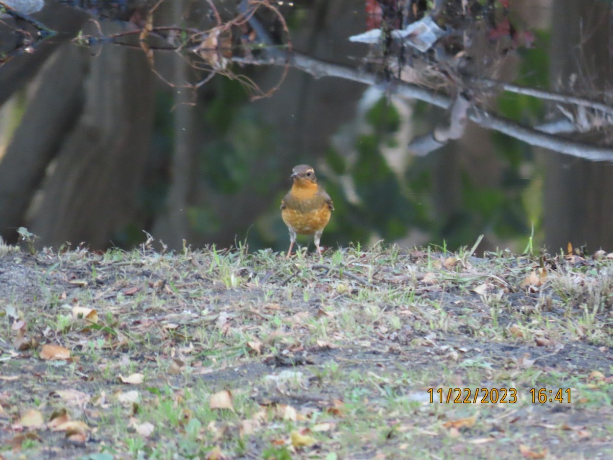 Varied Thrush - ML611611475