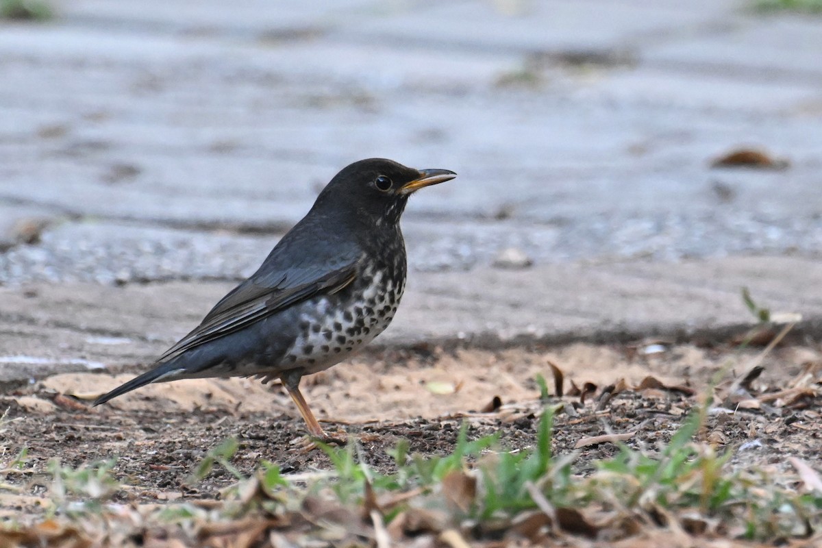 Japanese Thrush - ML611611534