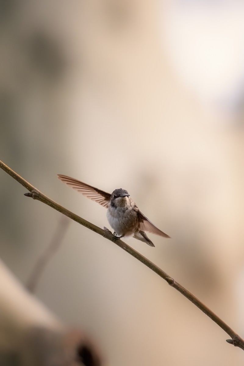Black-chinned Hummingbird - Chen Lei