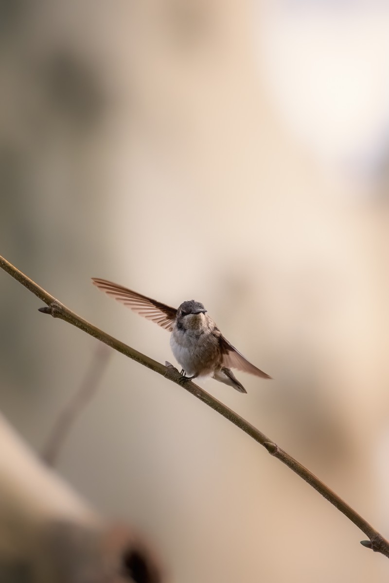 Black-chinned Hummingbird - ML611611563