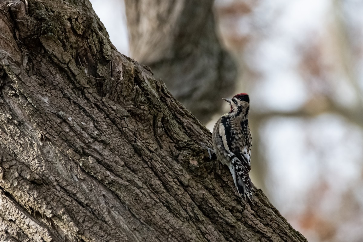 Yellow-bellied Sapsucker - ML611611568