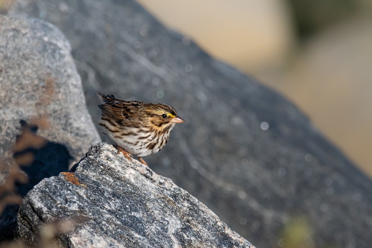 Savannah Sparrow - Chen Lei