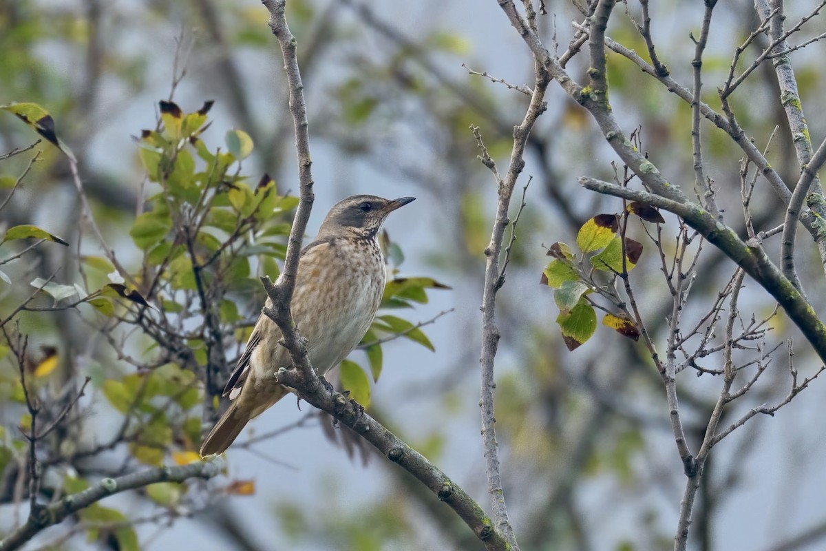 Naumann's Thrush - ML611611680