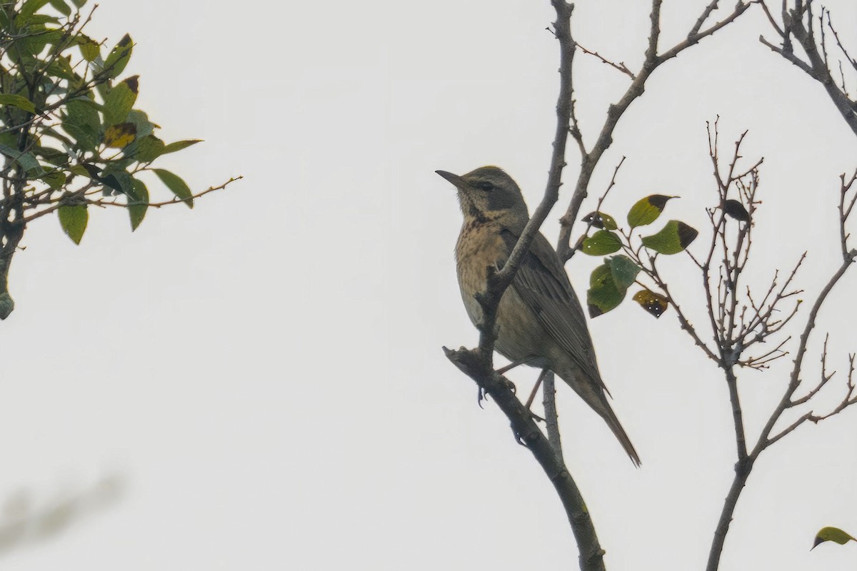 Naumann's Thrush - ML611611681