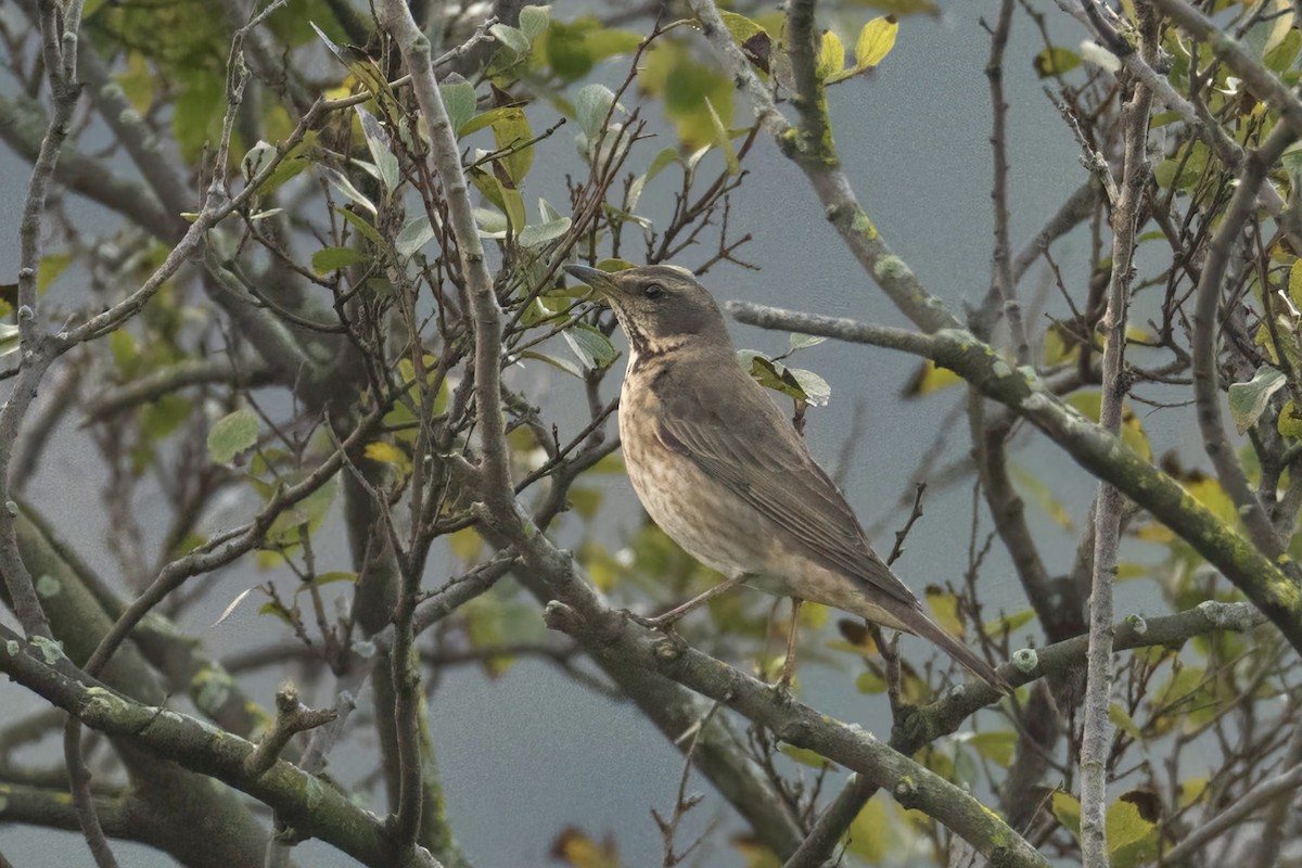 Naumann's Thrush - ML611611682