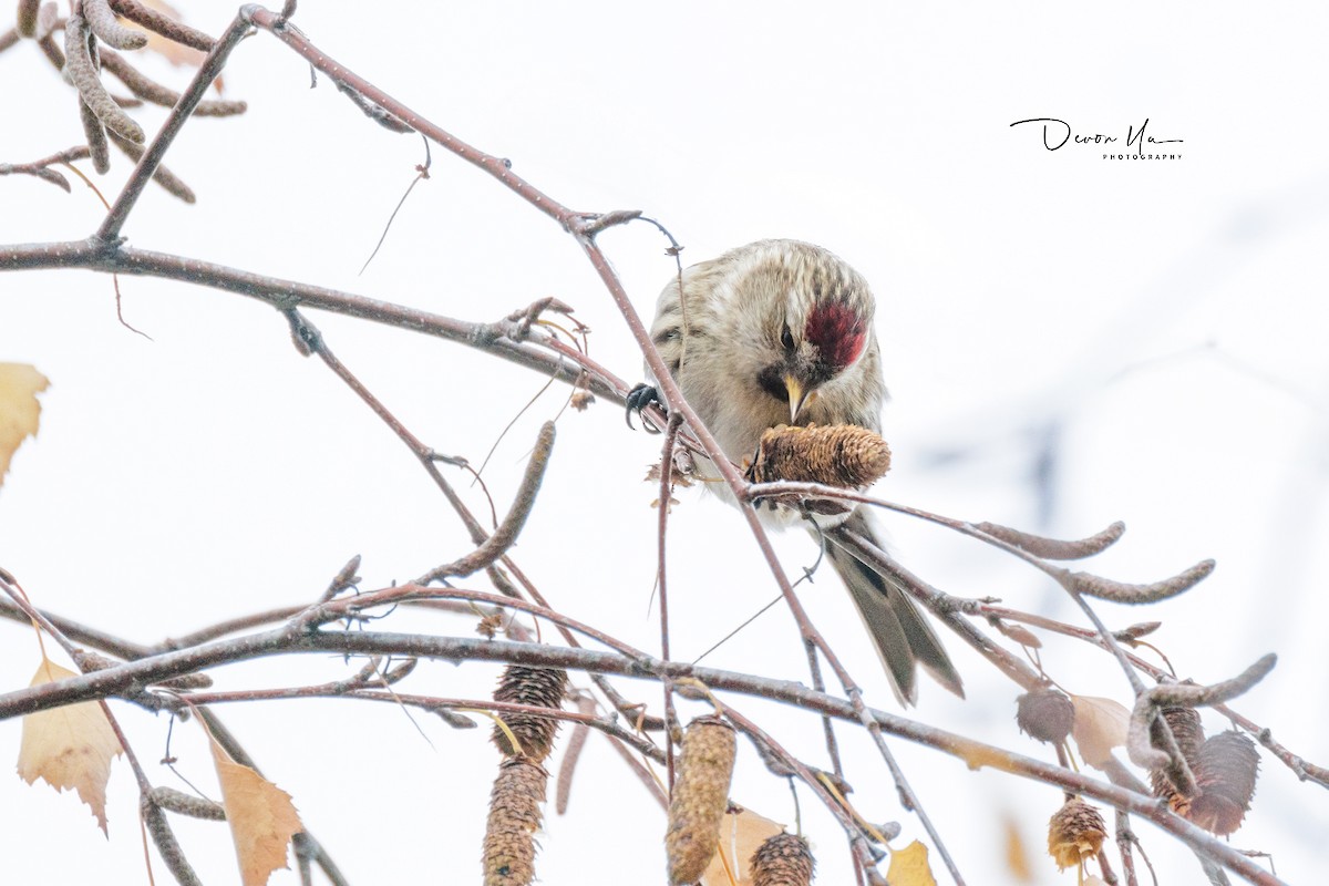 Common Redpoll - ML611611699