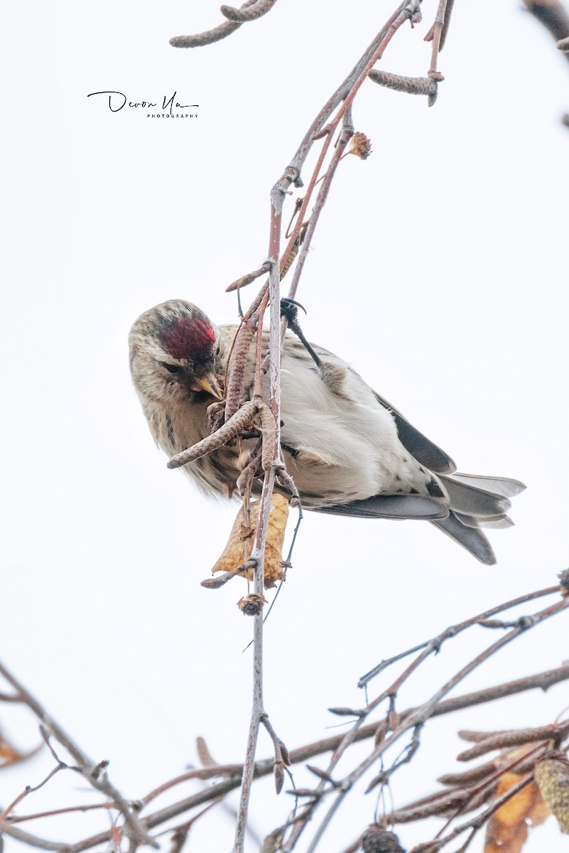 Common Redpoll - ML611611700