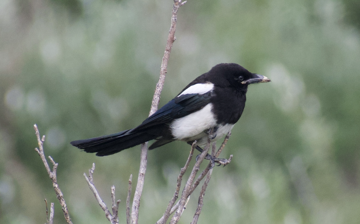 Black-billed Magpie - ML611611790