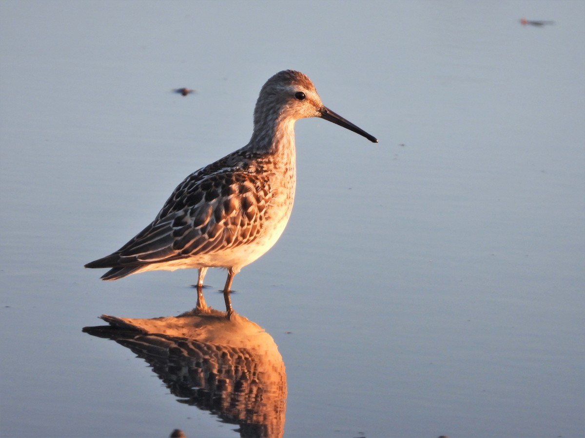 Stilt Sandpiper - ML611611837