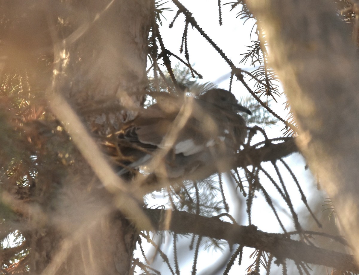 White-winged Dove - Lee Adam