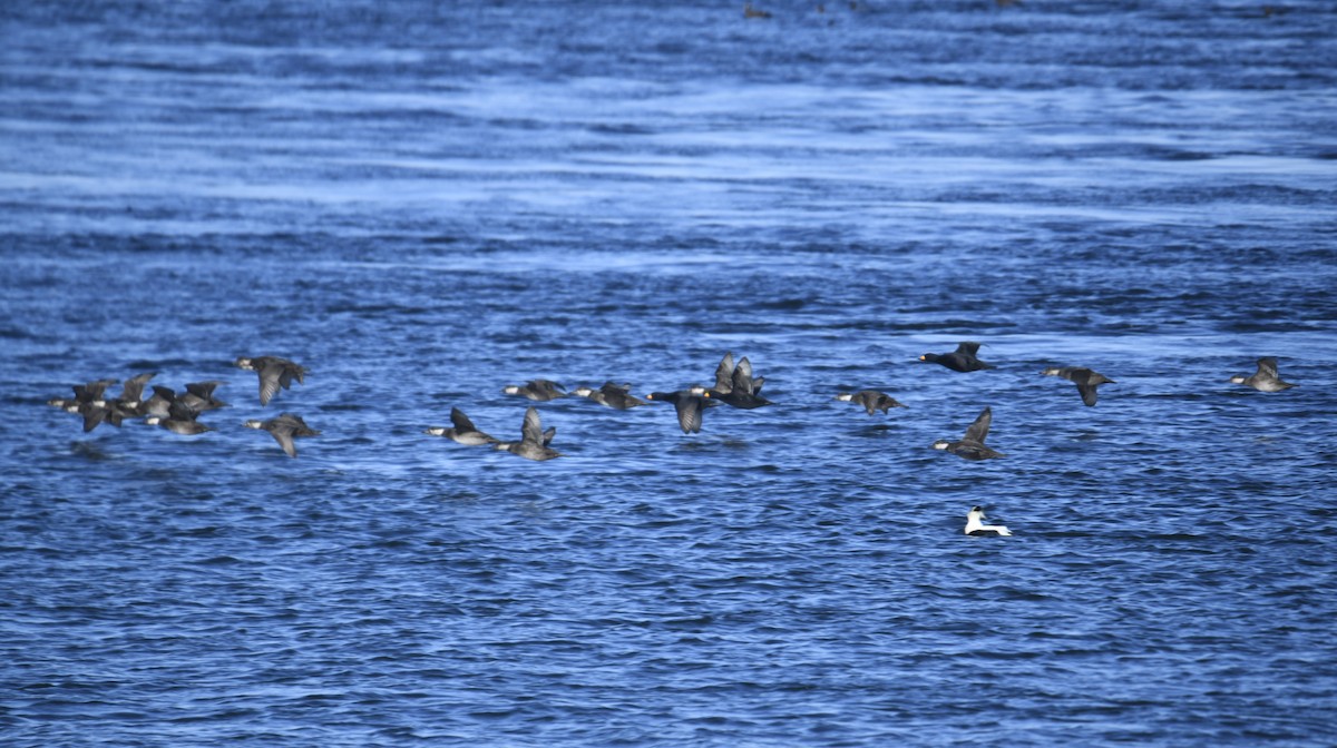 Black Scoter - Zachary Peterson