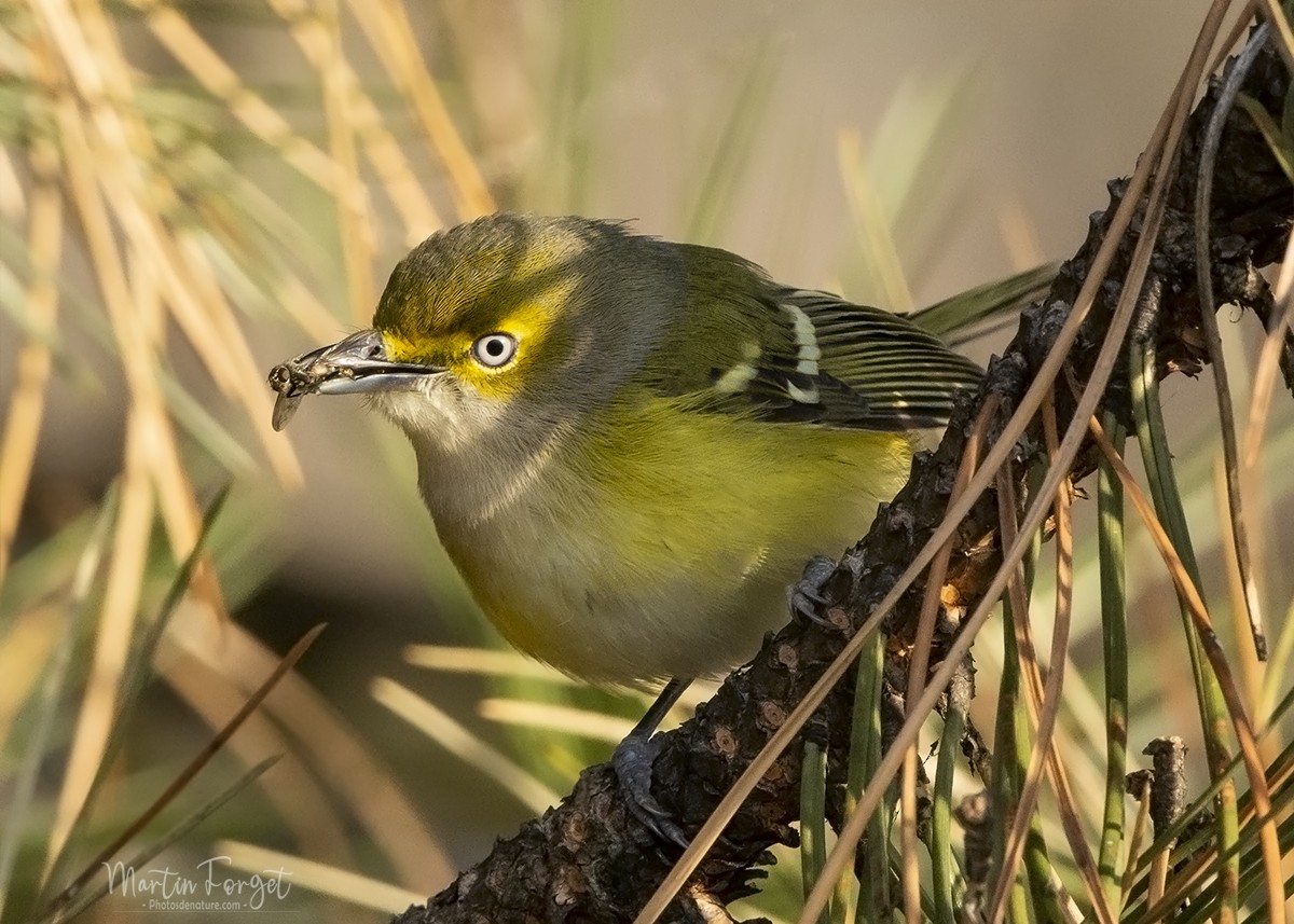 White-eyed Vireo - ML611611893