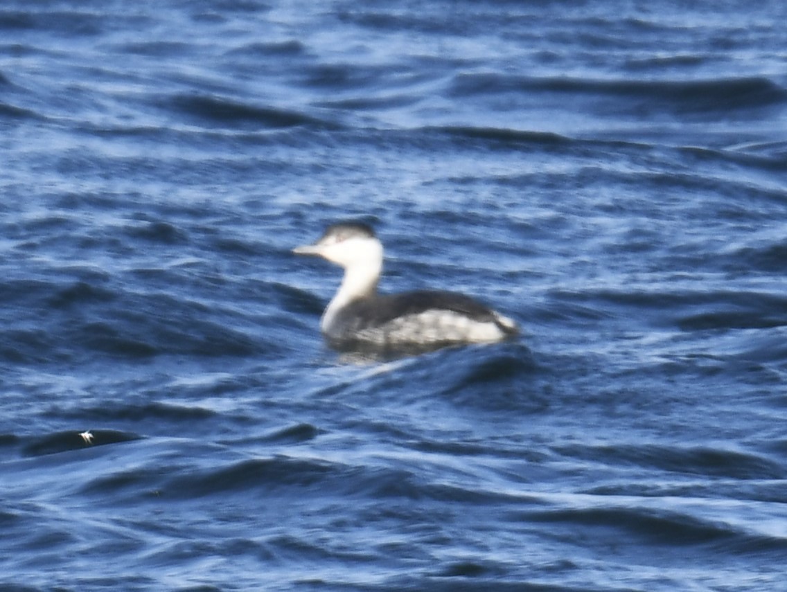 Horned Grebe - Zachary Peterson