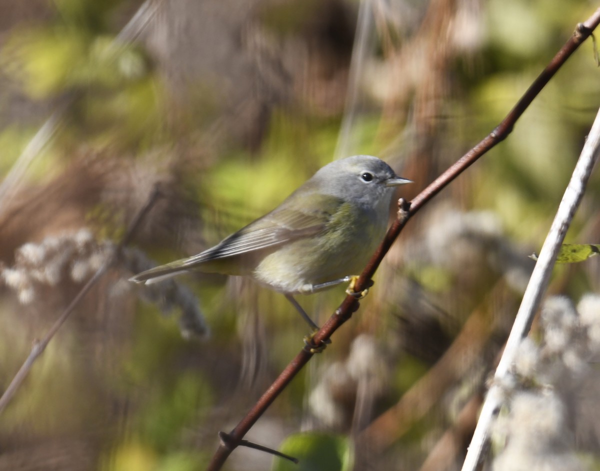 Orange-crowned Warbler - Zachary Peterson