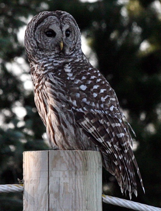 Barred Owl - ML611611902