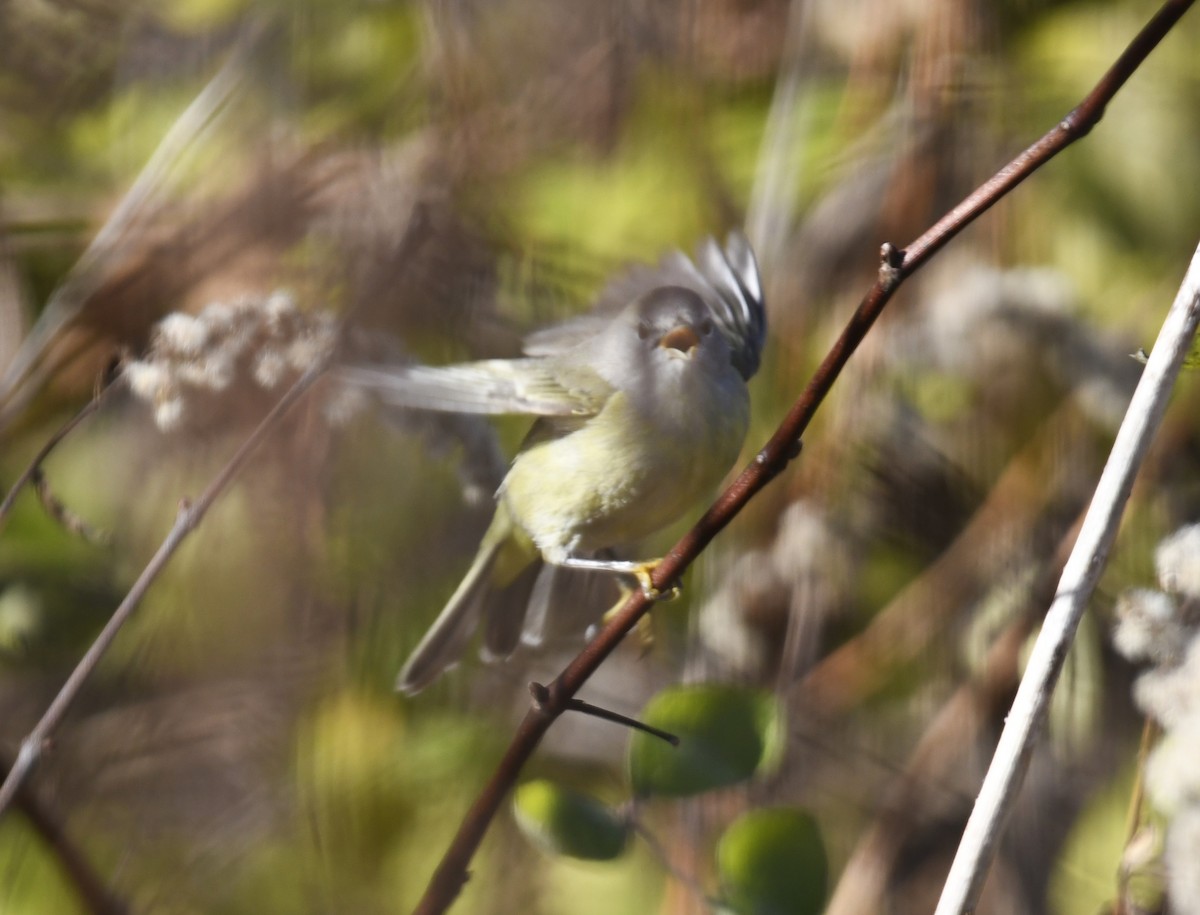 Orange-crowned Warbler - Zachary Peterson