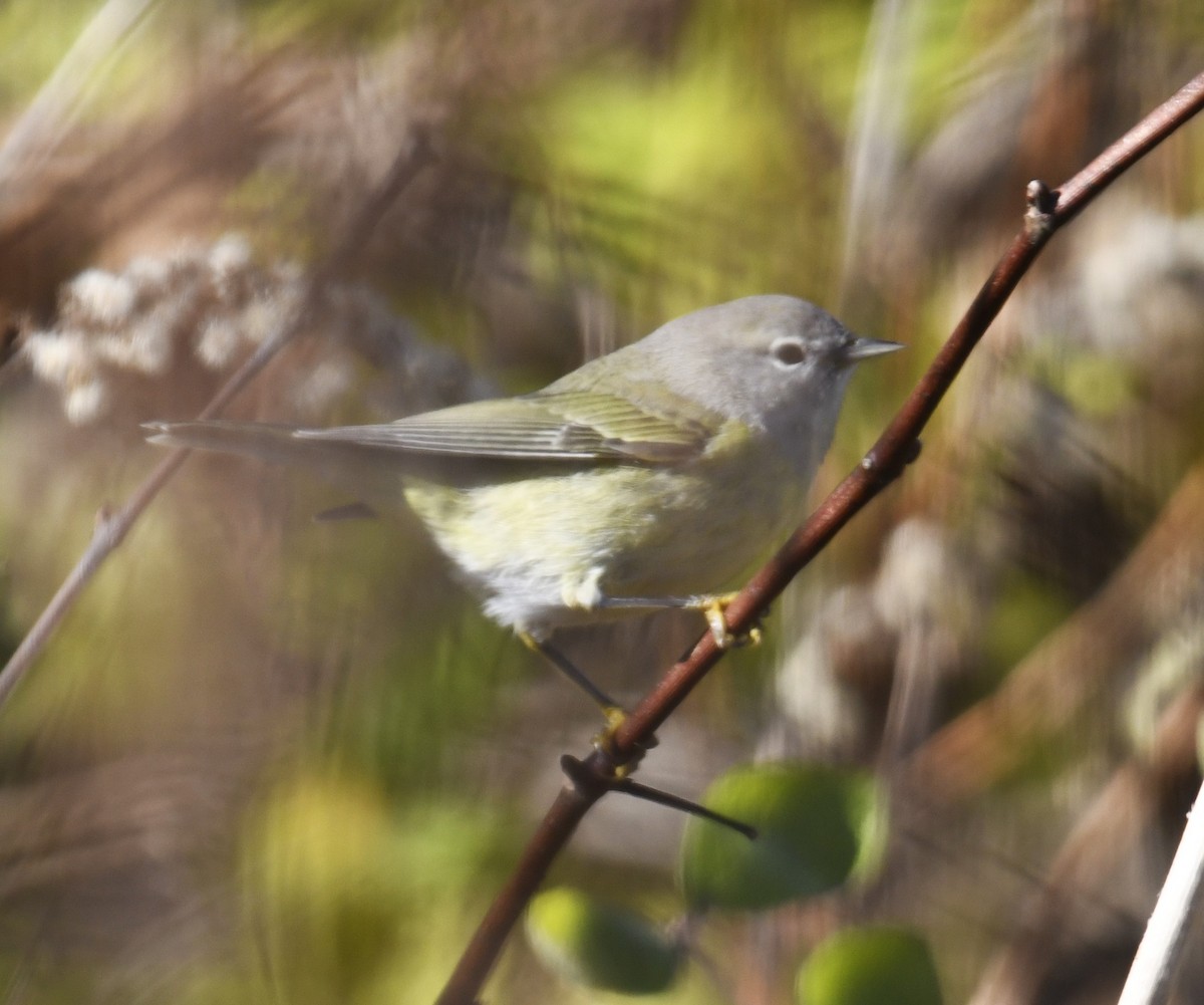 Orange-crowned Warbler - Zachary Peterson