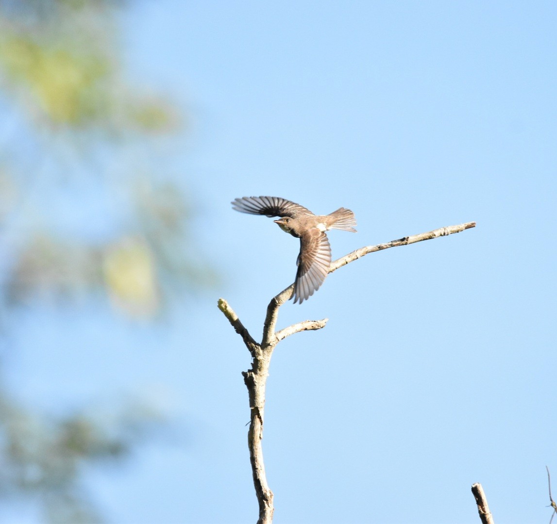 Olive-sided Flycatcher - Lucas Naccaratti