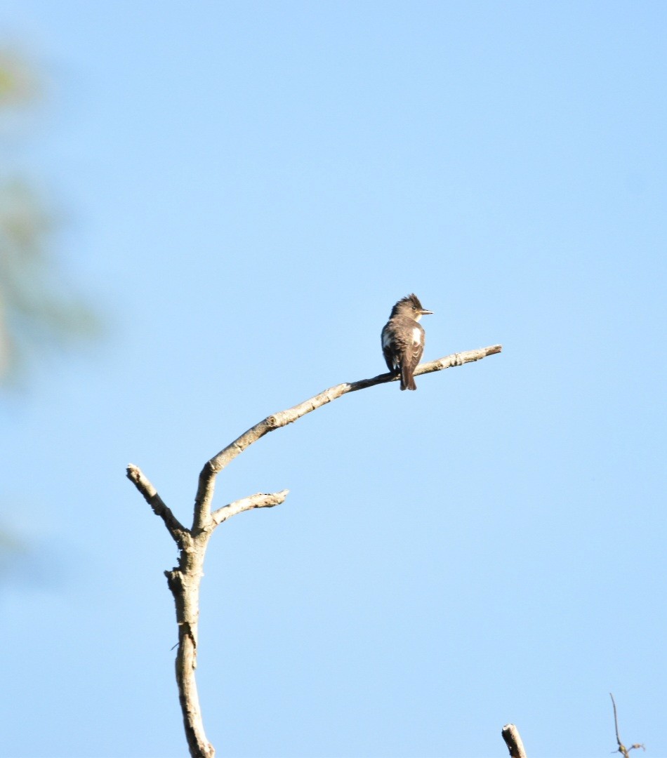 Olive-sided Flycatcher - Lucas Naccaratti