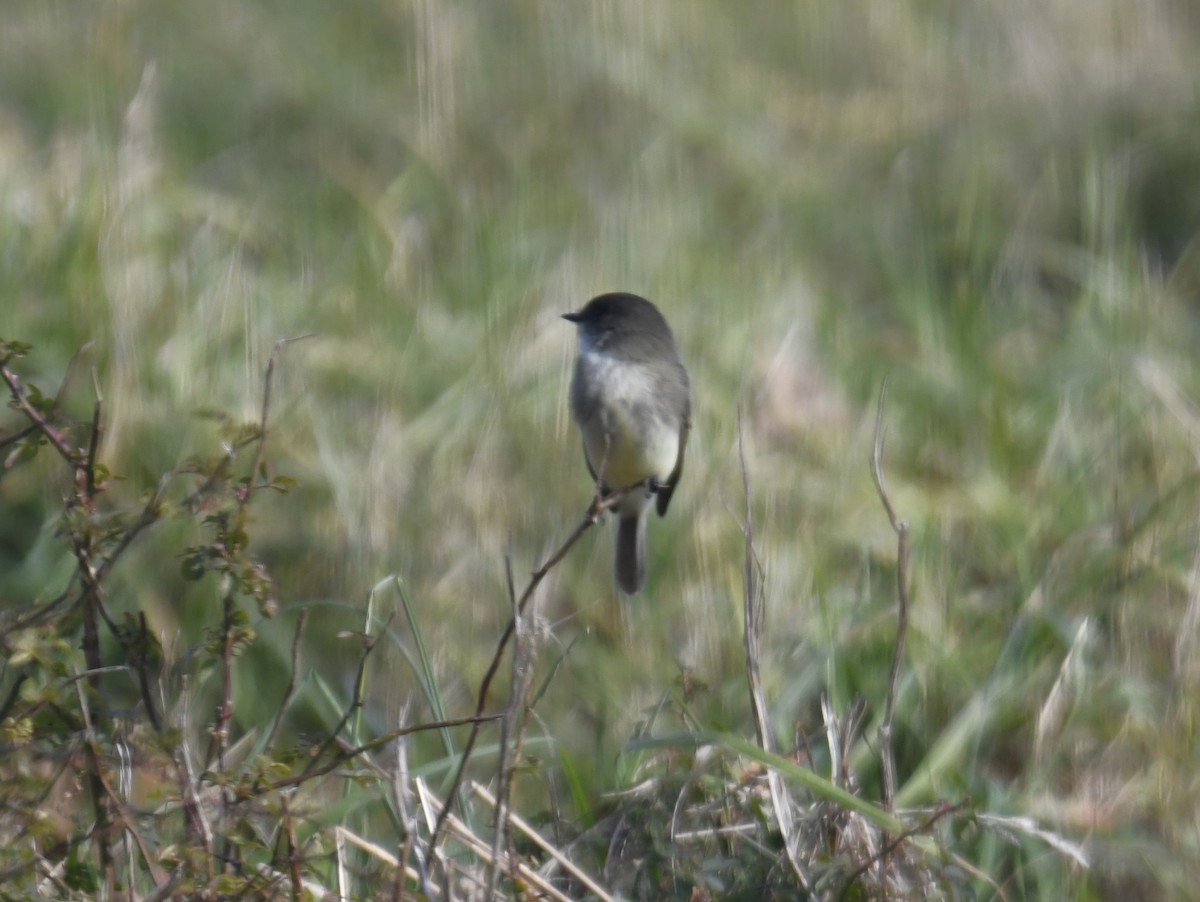 Eastern Phoebe - Zachary Peterson