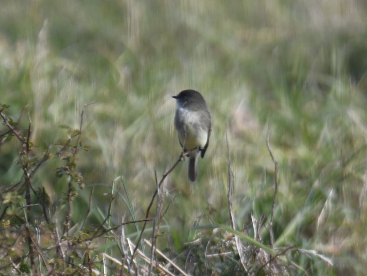 Eastern Phoebe - ML611611927