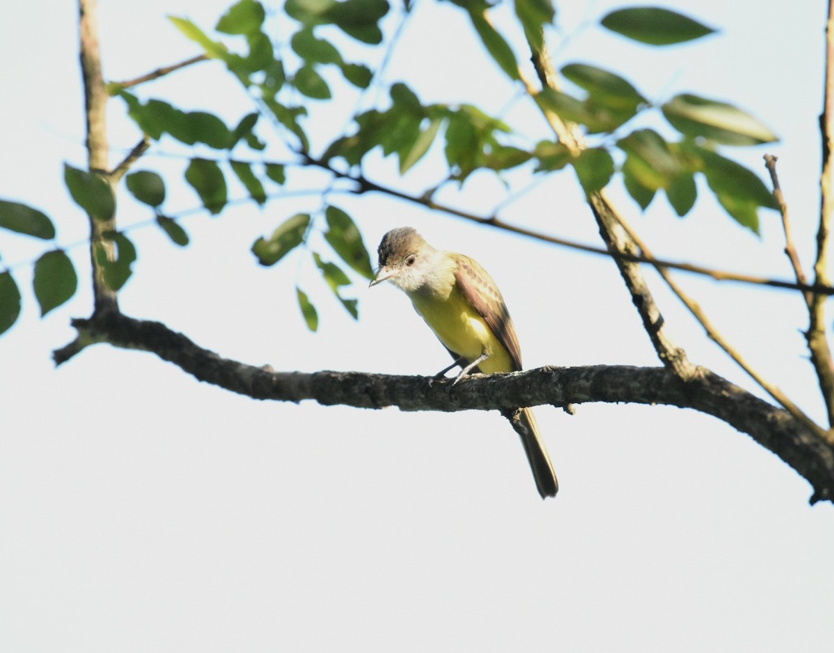 Dusky-capped Flycatcher - Lucas Naccaratti