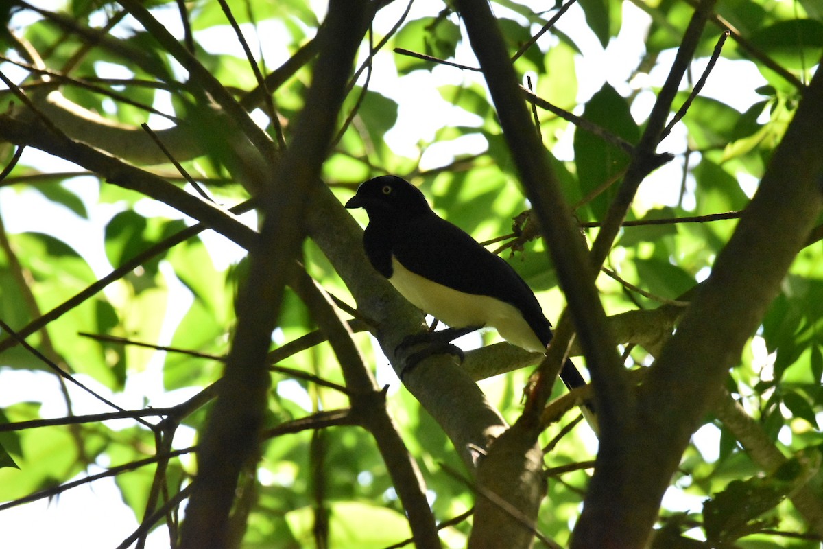 Black-chested Jay - Lucas Naccaratti