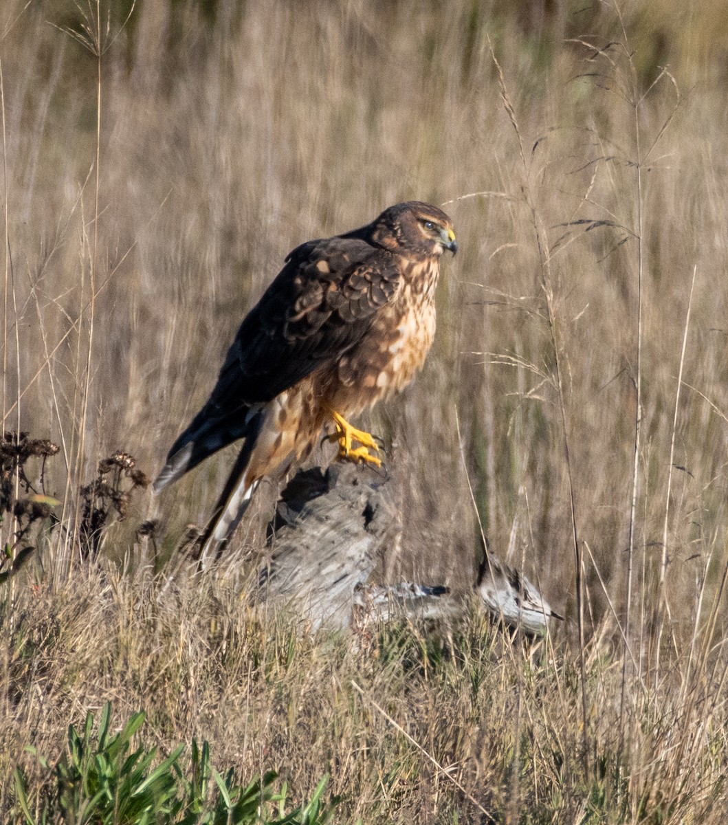 Northern Harrier - Levi Ashe