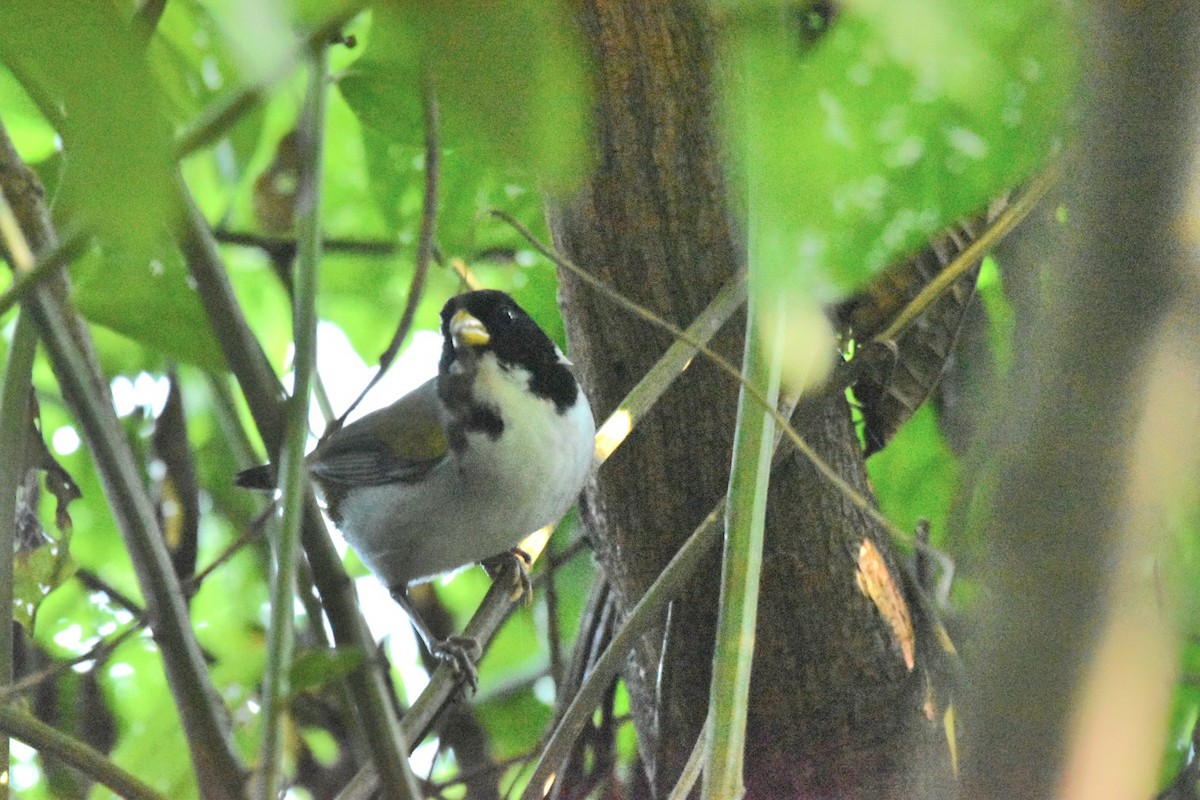 Golden-winged Sparrow - Lucas Naccaratti