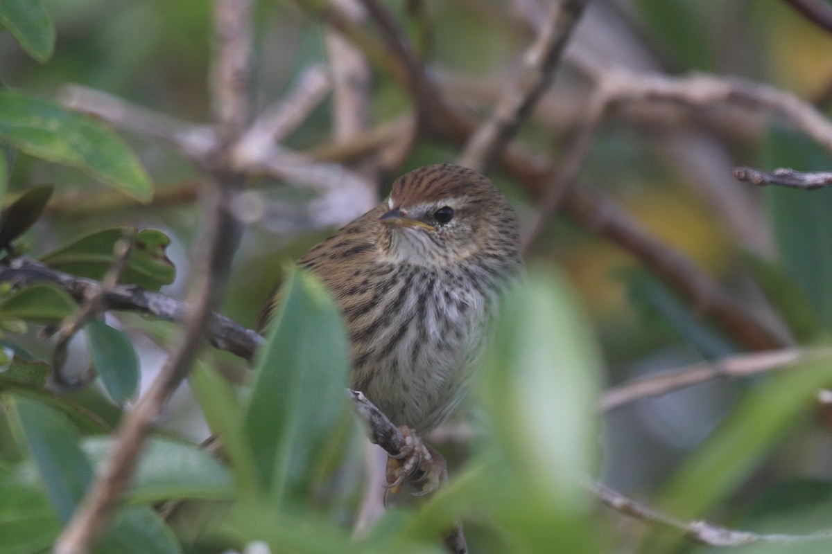 New Zealand Fernbird - ML611611997