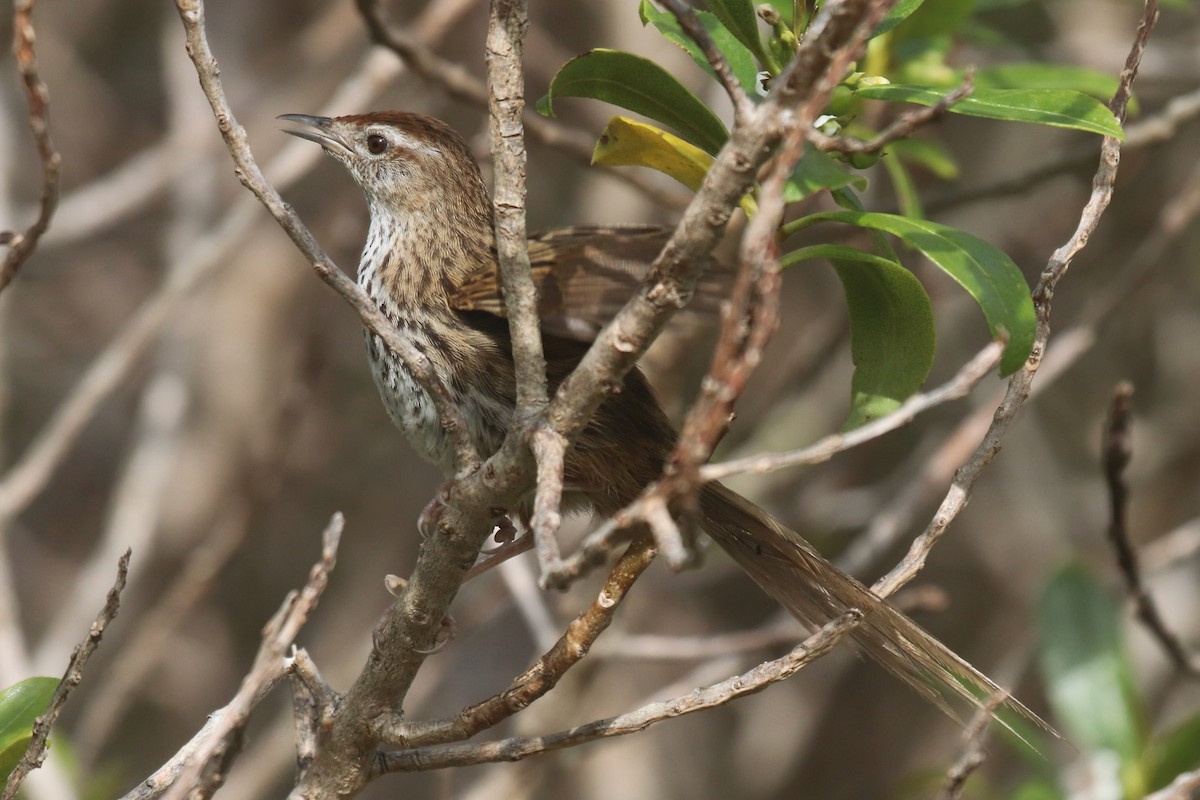 New Zealand Fernbird - ML611611999