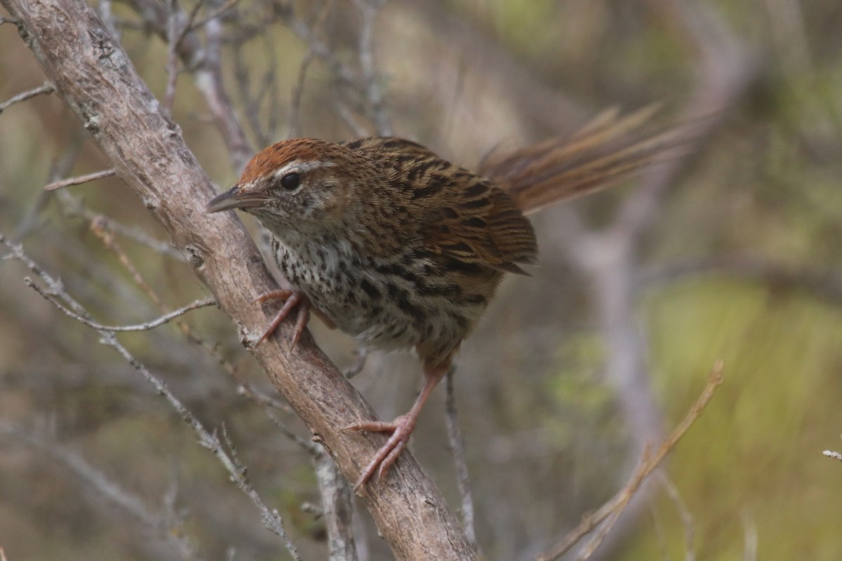 New Zealand Fernbird - ML611612000