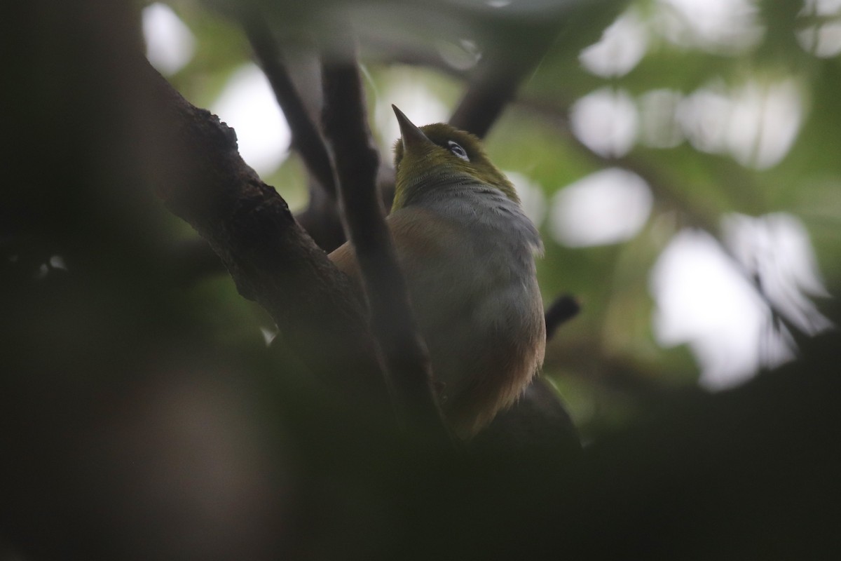 Graumantel-Brillenvogel - ML611612008