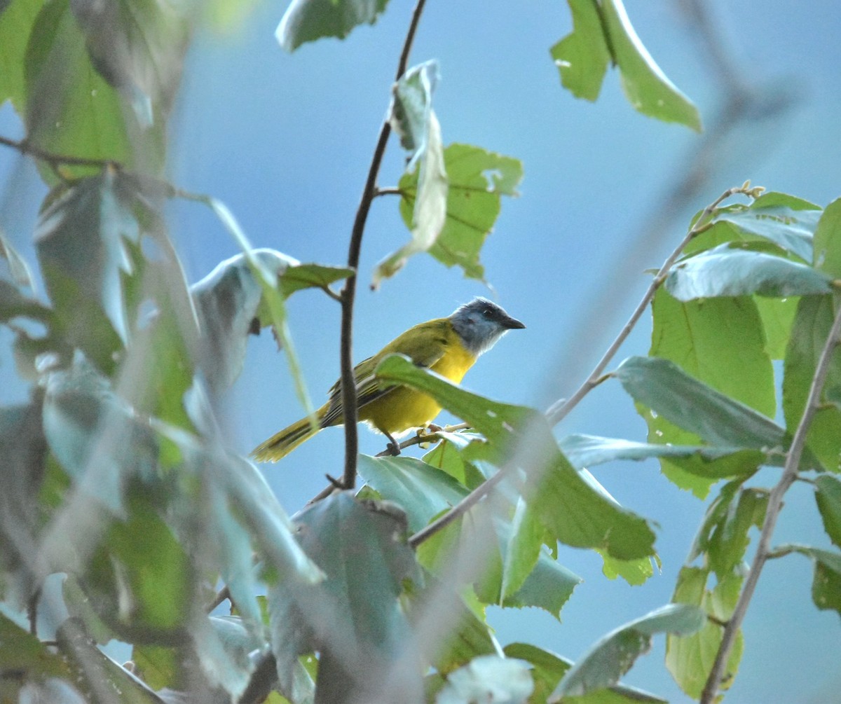 Gray-headed Tanager - Lucas Naccaratti