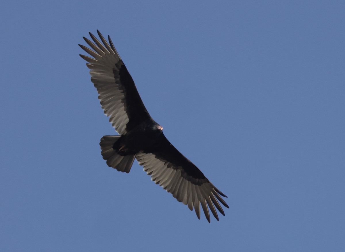 Turkey Vulture - Ken Oeser