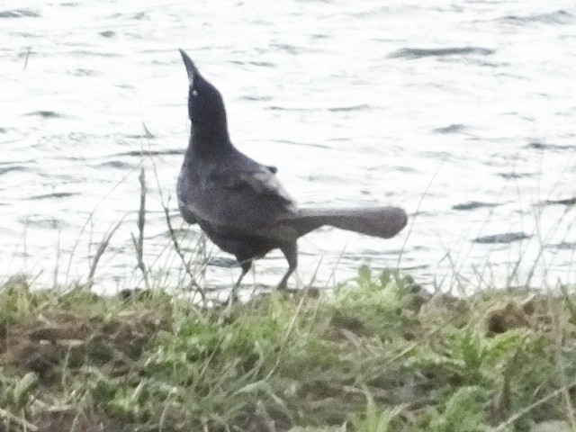 Great-tailed Grackle - ML611612298